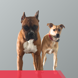 Dexter & Scarlet